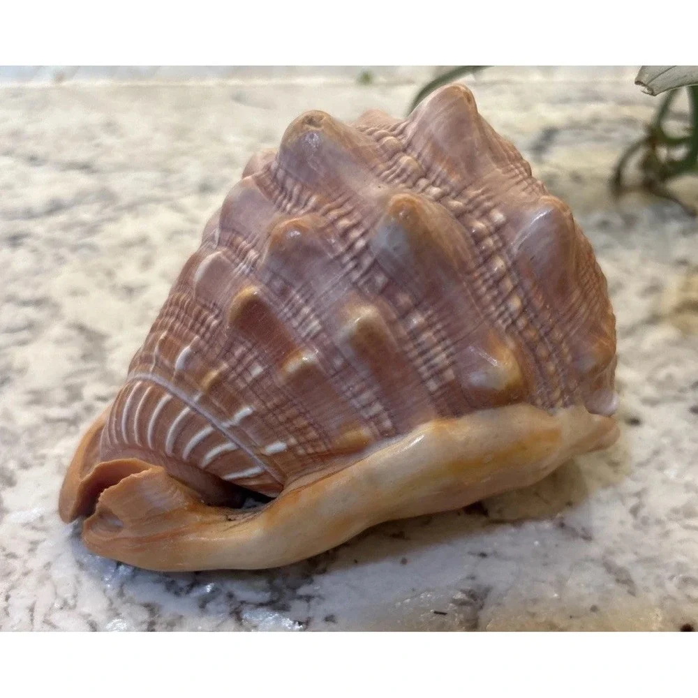Natural Bullmouth Helmet Bull's Mouth Conch Shell Cypraecassis Rufa Tank‎ Decor